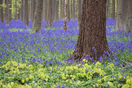 Hallerbos