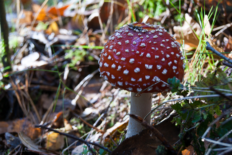 Rood met witte stippen...