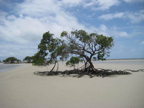 mangrove