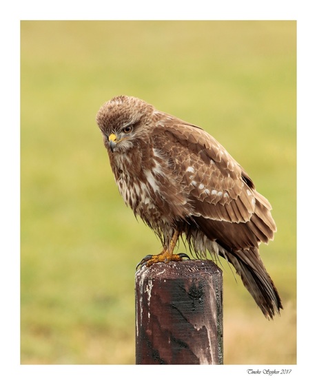 Buizerd Engbersdijkvenen