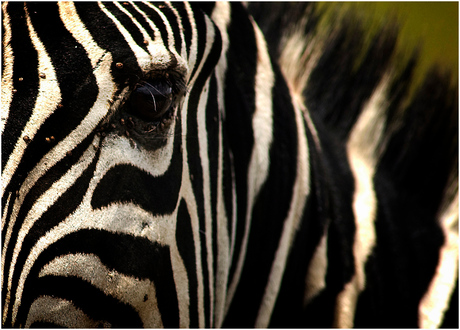 Portret Zebra - Serengeti NR - Tanzania