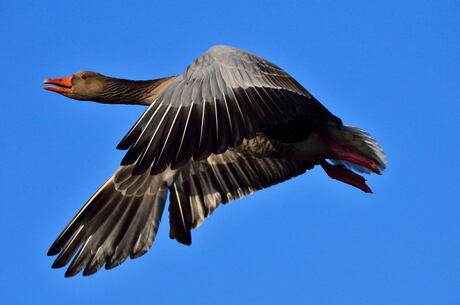 Grauwe gans