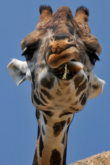 2dag giraf,zei....1.jpg