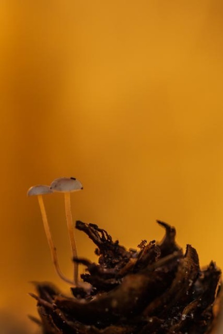 kleine paddenstoeltjes op larixkegel