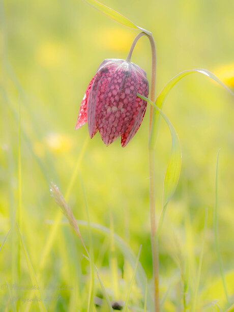 Kievietsbloem