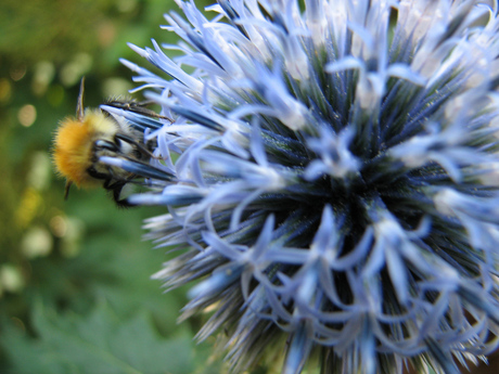Kogeldistel met hommel