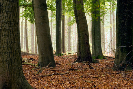 In het bos