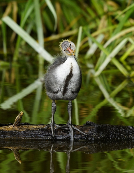 meerkoet