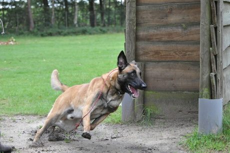 Opleiding bewakingshond