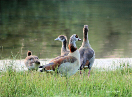 Ganzenfamilie