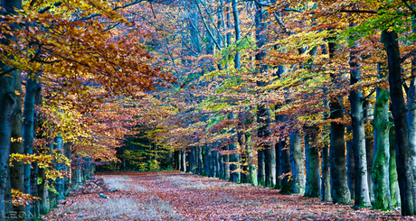 herfstkleuren in het bos