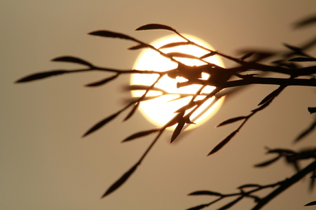 Silhouetfotografie van haagbeuk