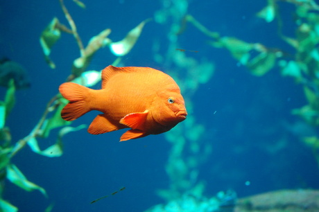 Mooi oranje is niet lelijk