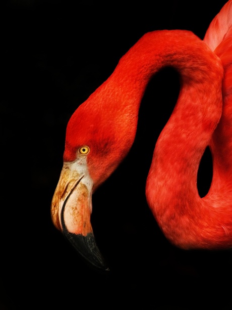 Cubaanse Flamingo