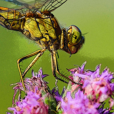 Libellen in achtertuin