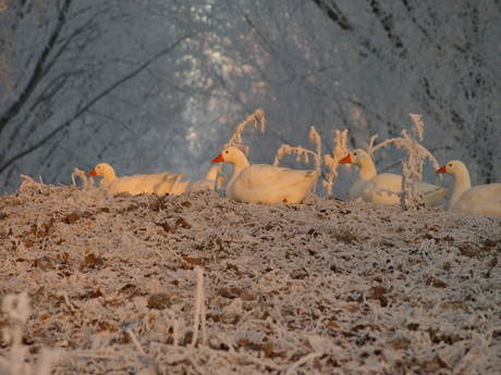 Gansen op winterochtend