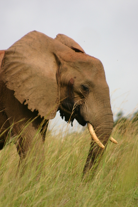 olifant in Shimba hills NP
