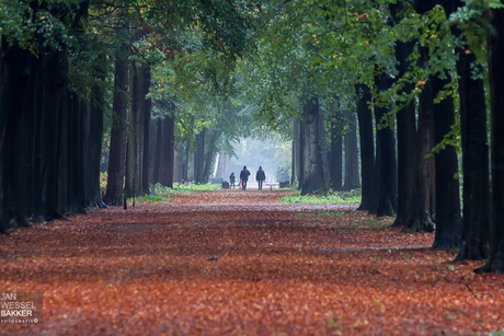 Take a walk in the forrest ...