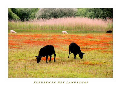 Kleuren in het Landschap