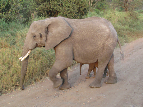 Mama beschermt baby olifantje