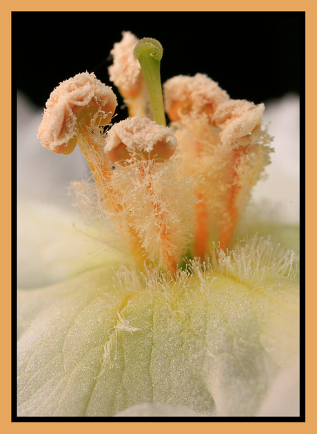 verbascum