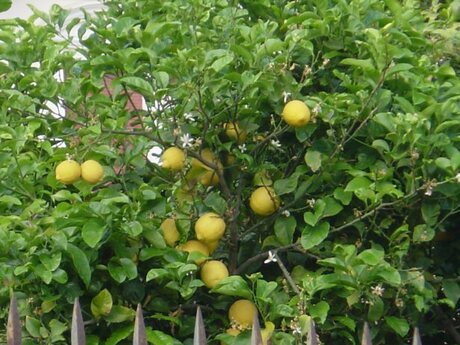 Citrusboom