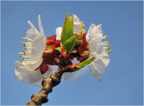Abrikozenboom in bloei