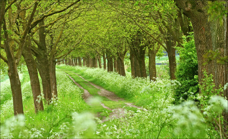 Zandweg