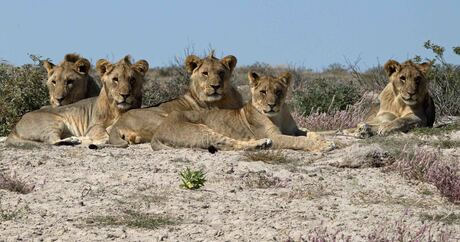Namibië, Etosha, Leeuwen langs de kant van de weg