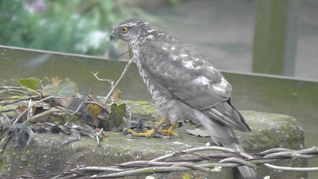 vogel op stenen