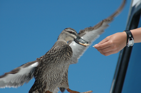 Duck eating out of hands....