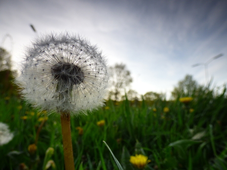 Paardenbloem