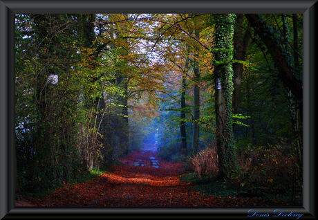 Het bos ontwaakt