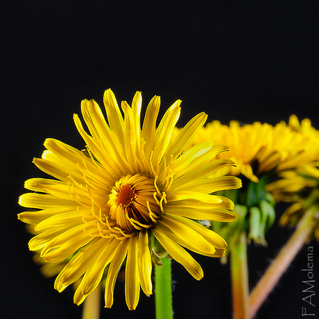 Taraxacum officinale