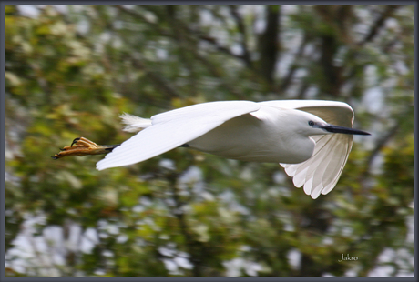 zilverreiger