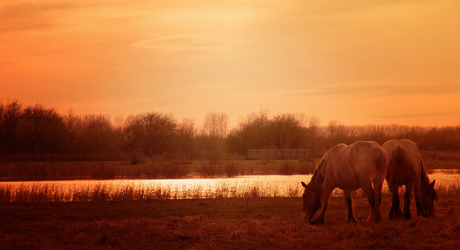 horses sunset