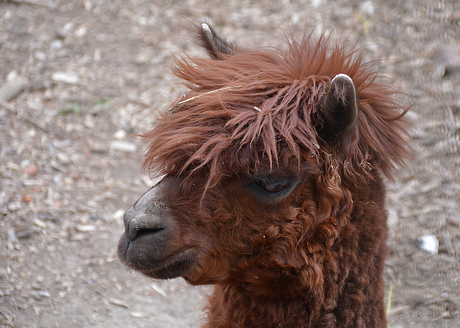 Alpaca