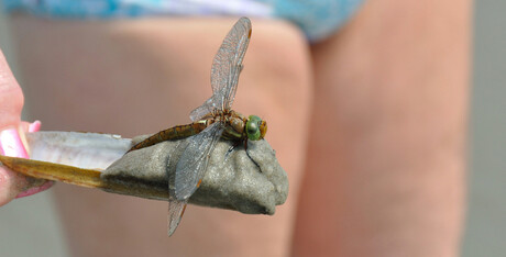 Libelle op het strand