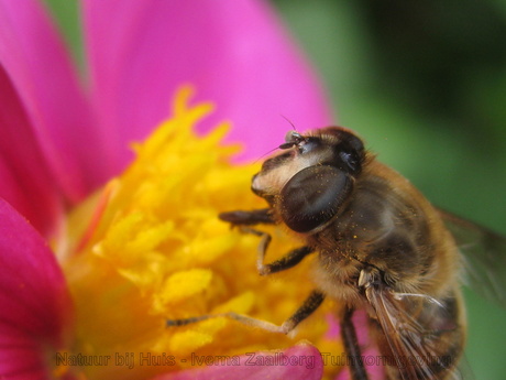 Blije bijen en vrolijke vlinders