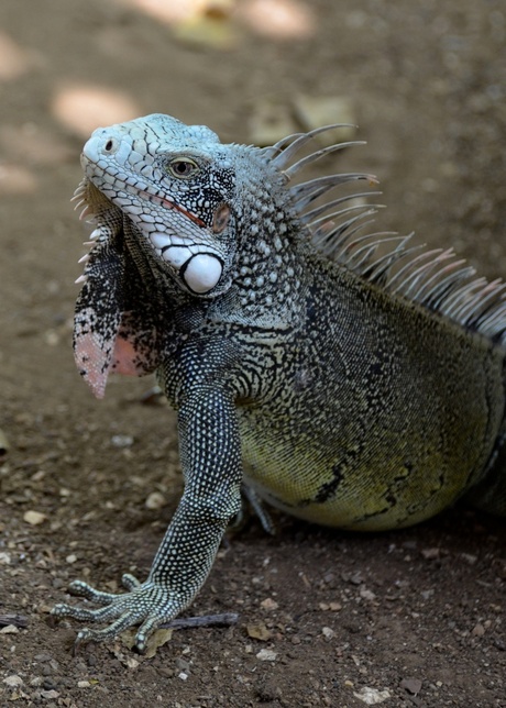 DSC_1502. De Groene leguaan (Iguana iguana)