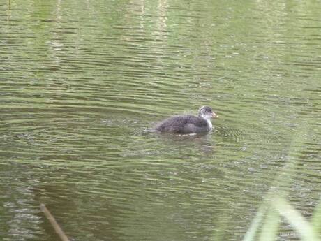 Baby meerkoetje