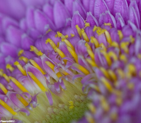 Macro bloem roze