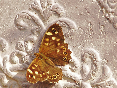 vlinder op grijs