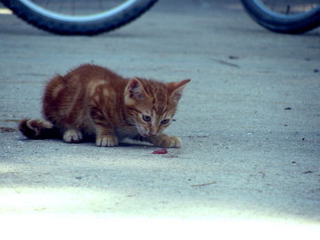 Joya3 - Kitten in Kroatië