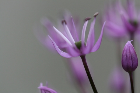 Bloem van een sierui
