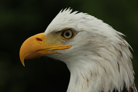 Boldheaded Eagle