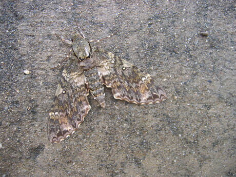 Ik zie ik zie wat jij niet ziet