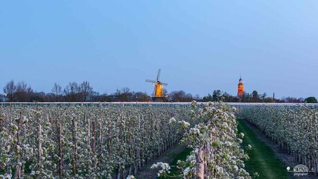 een historische plaatje, Buren in bloesemtijd