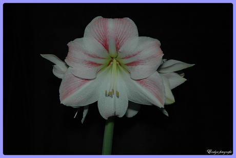 Amaryllis