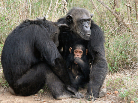 Chimpansee 0982 20091003-Kenia